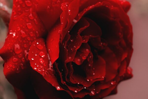 Kripto Para Piyasasında Büyük Hareketlilik: Bitcoin 95 Bin Dolara Dayandı